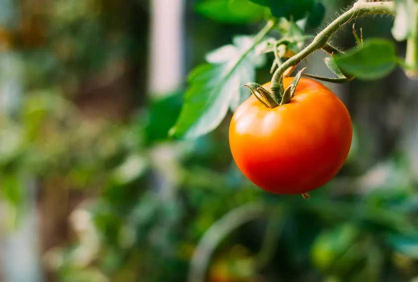 fresh tomato on vine